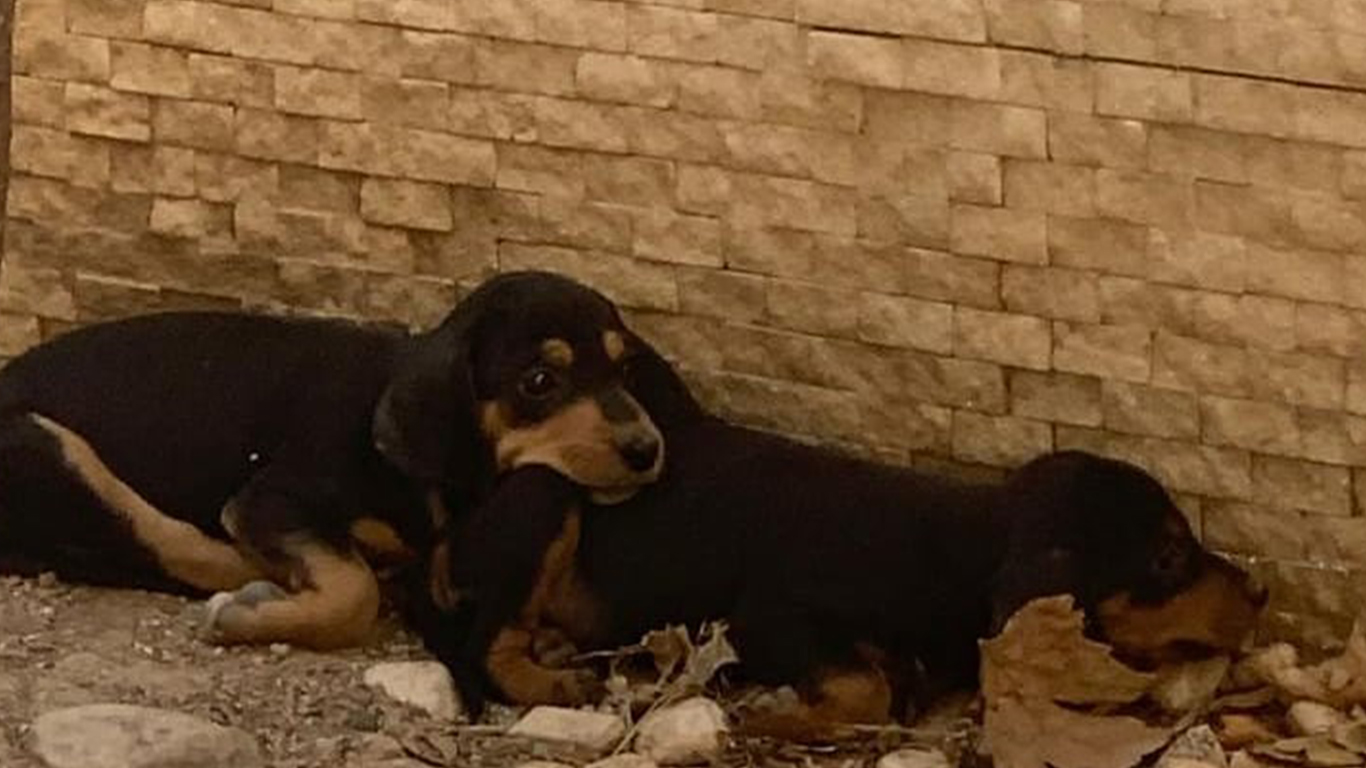 Annimal_Rescue_Tierschutz